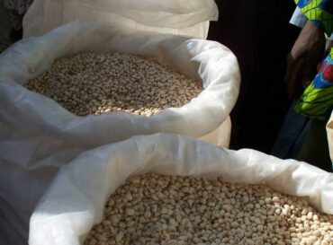 black-eyed-beans-cowpea-export-in-nigeria-globexia-1