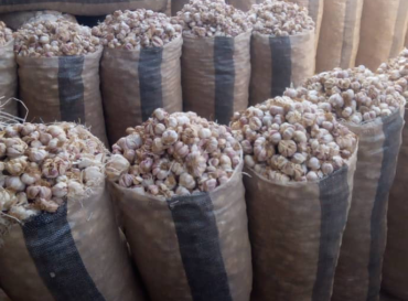 garlic-globexia-nigeria-2