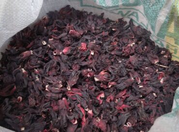 globexia-hibiscus-1