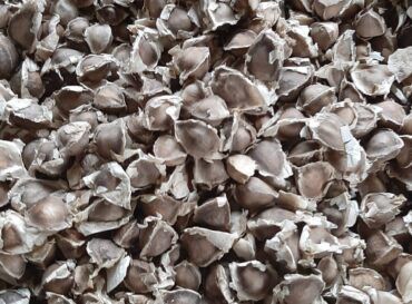 globexia-moringa-export-nigeria-22-scaled
