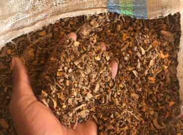 globexia-turmeric-export-nigeria-1