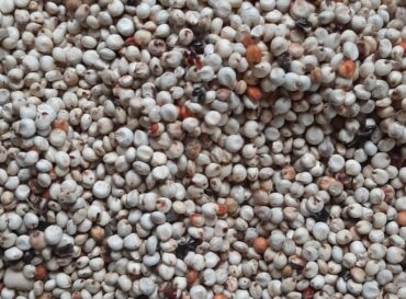 millet-globexia-nigeria-3-scaled millet-globexia-nigeria-3-scaled