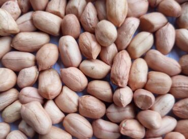 peanuts-exporter-in-nigeria-globexia-groundnut-1