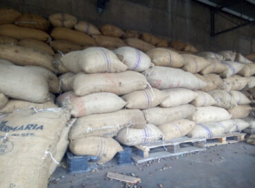 raw-cashew-nuts-exporter-in-nigeria-globexia-11