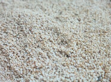 sesame-seeds-globexia-4