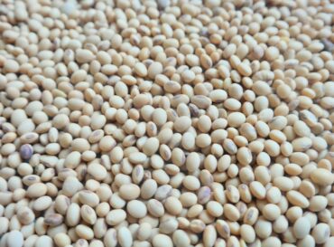 soybeans-globexia-3