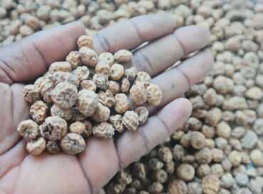 tiger-nuts-globexia-3